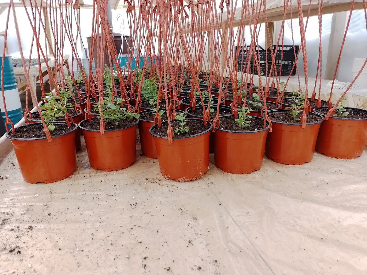 Теплицы ип харченко. Харченко рассада островцы. Питомник харченко в островцах. Питомник харченко в островцах. Теплица островцы ип харченко.