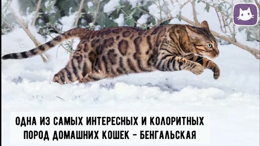 😺Бенгальская кошка - леопардовая красотка с неповторимым характером