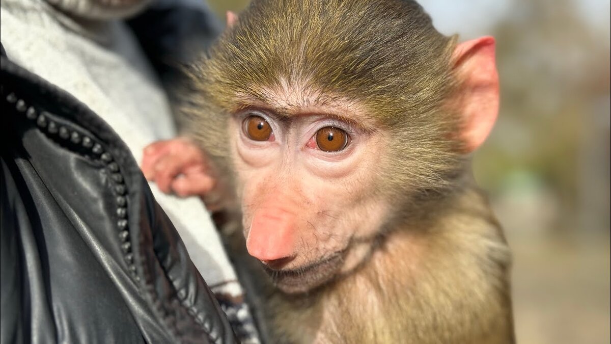 Живи Степка, живи