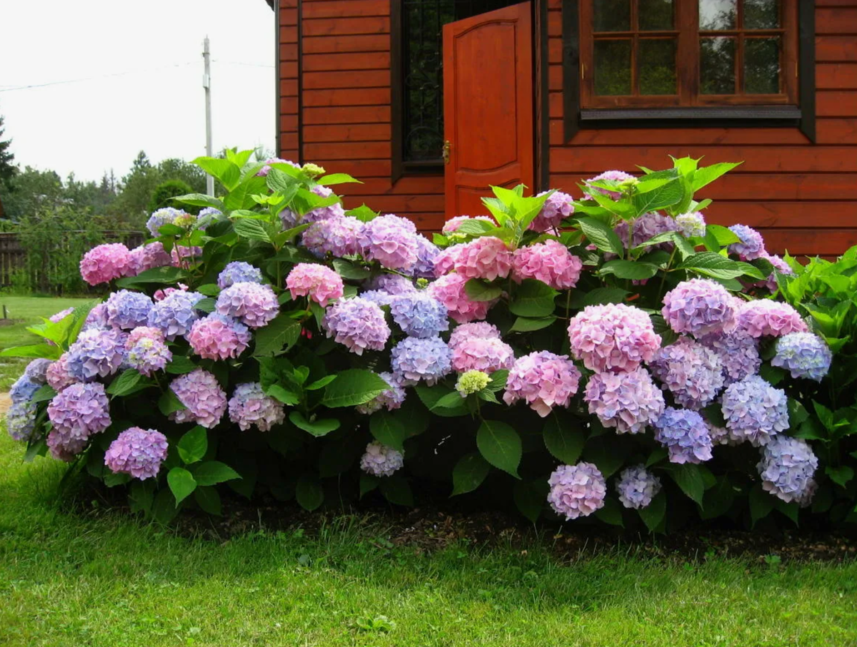 Художница Anne Cotterill. Воспоминание о лете. Цветущие кустарники, Гортензия, К