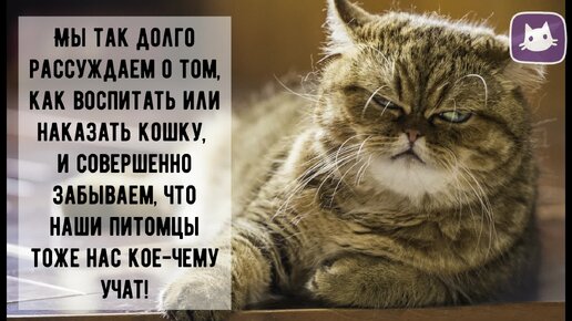 😻Чему учат нас кошки? Что можно и нужно перенять у пушистых