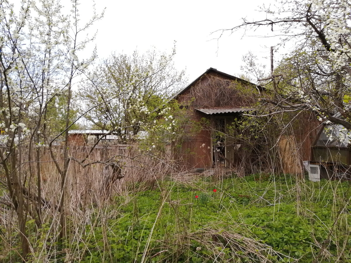 Старая постройка на заброшенном участке. Сносить или восстанавливать?