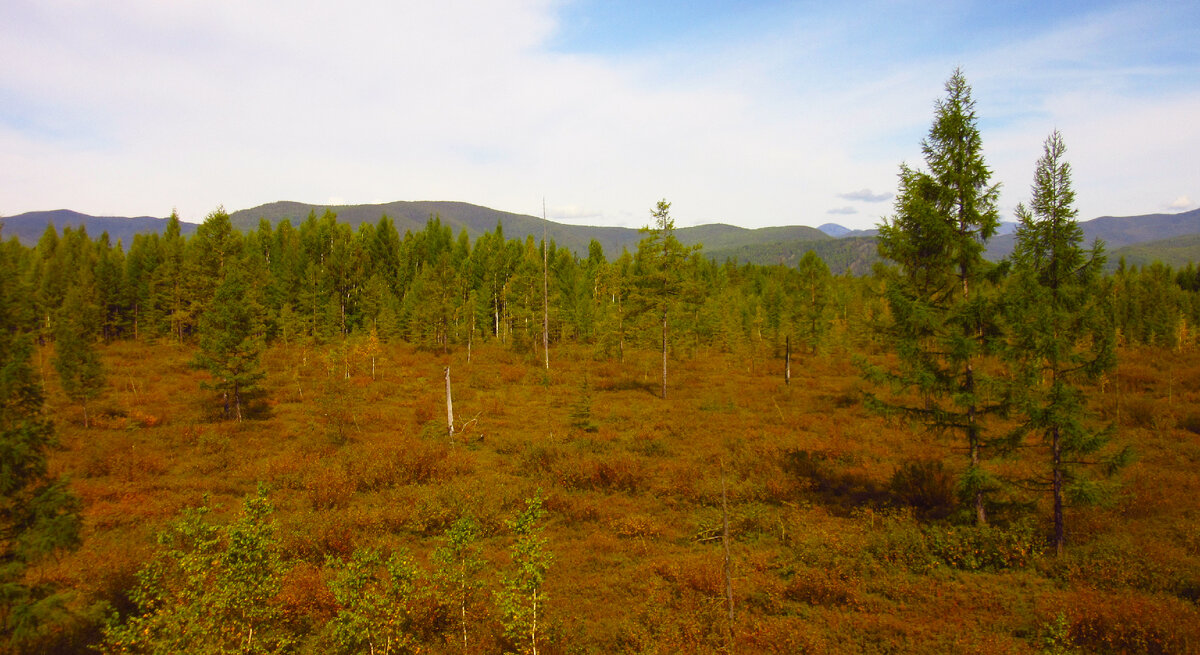 Кувайская тайга. Предупреждения в тайге. Река ингода забайкальский. 1 день в тайге. Зимняя тайга.