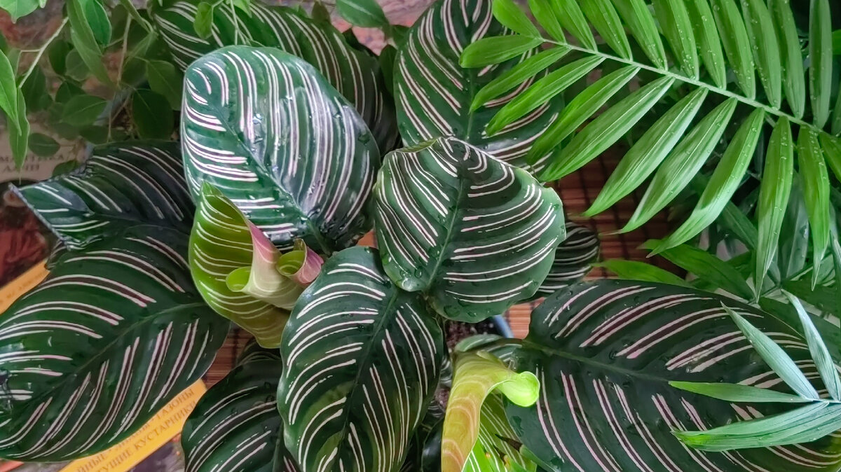 Калатея Оранта. Фото автора