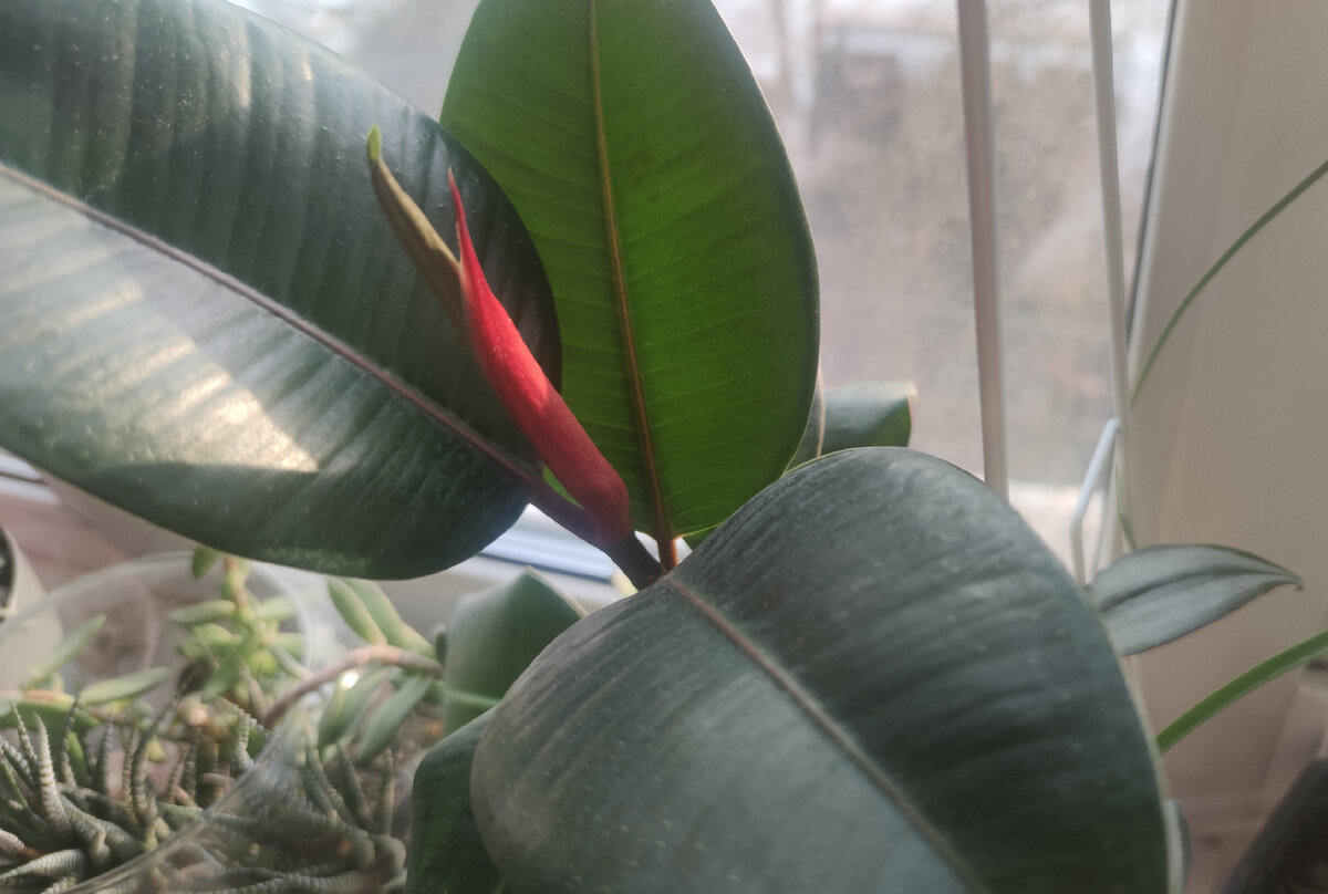 Белые цветы. Медуница. Адонис весенний (adonis vernalis l. Растение сквозь асфальт. Цветок молча.