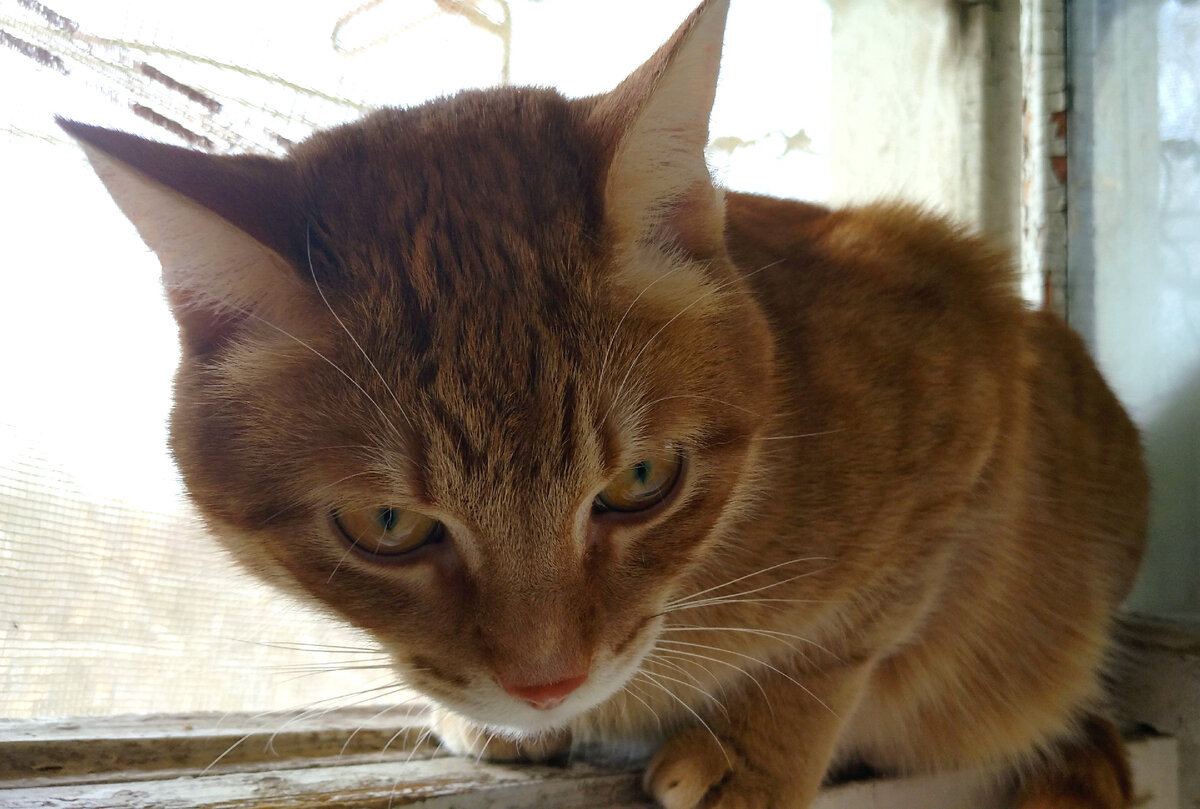 Морфемный и словообразовательный разбор слова. Фонетисаски рпзбор слово. План лексического разбора. Сени разбор 6. Пример разбора пунктуационного разбора предложения.