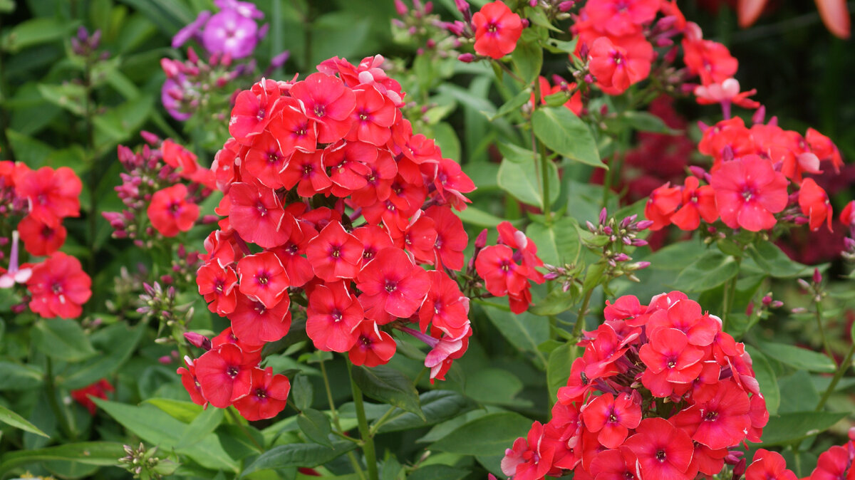 "Younique orange" в моём саду