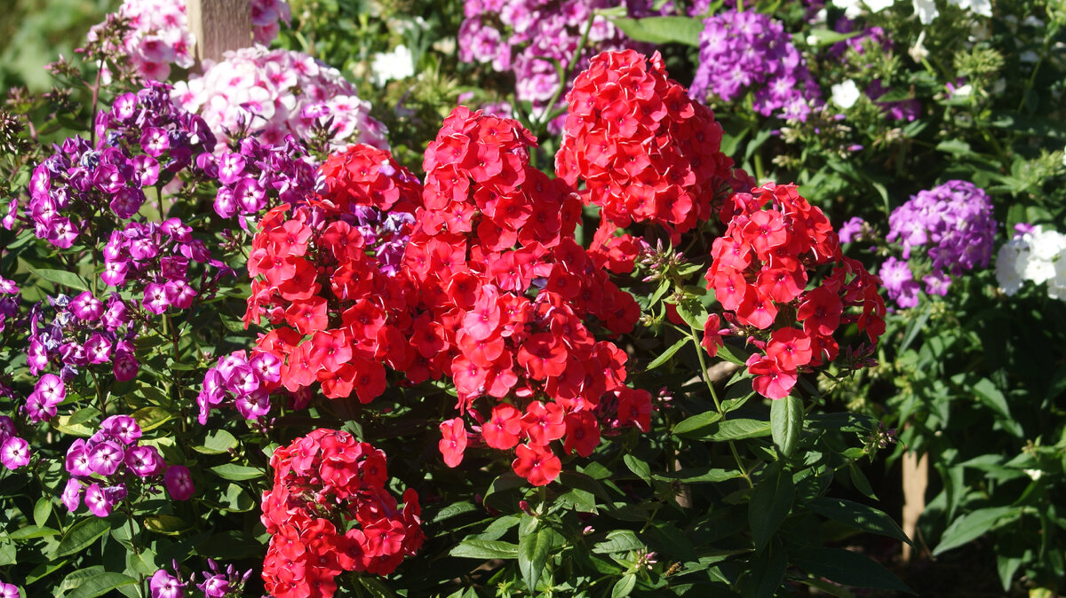 "Younique orange" в моём саду