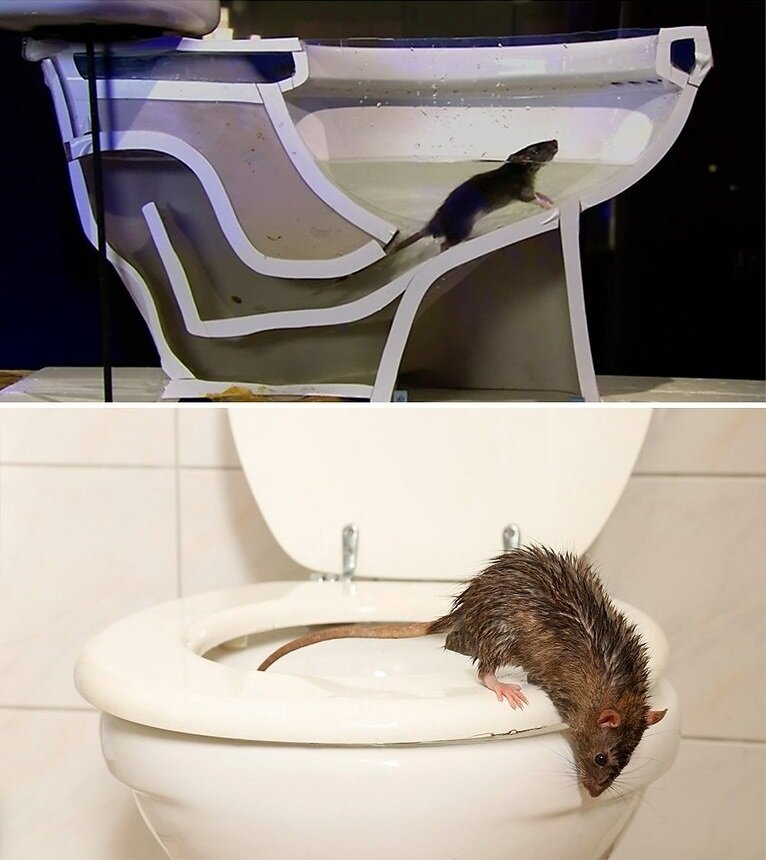 Крыса вылазит с унитаза