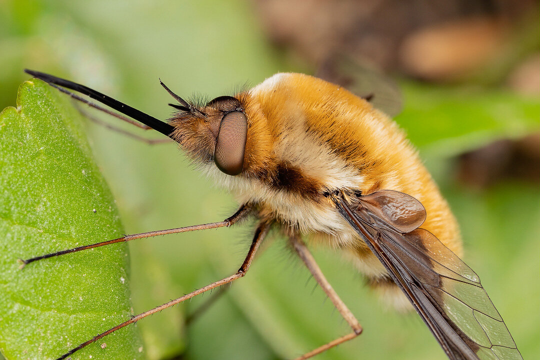 Не пчела, не шмель, и не оса. Что ты такое? | Планетяне | Дзен
