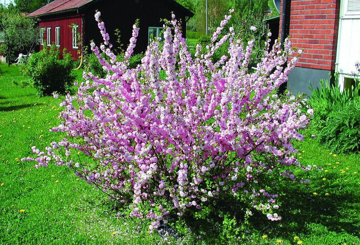 Los arbustos ornamentales de floración intensa son valorados por su variedad de formas, colores y cantidad de cogollos decorativos.-4