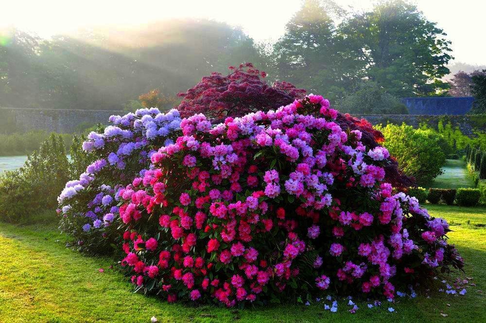 Los arbustos ornamentales de floración intensa son valorados por su variedad de formas, colores y cantidad de cogollos decorativos.-7