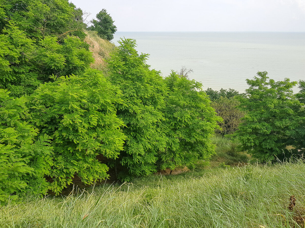 Продаётся дача сады 1 таганрог. Николаевское шоссе 7 таганрог. Снт сады 1 таганрог. Дачи в таганроге. Сады 1 таганрог.