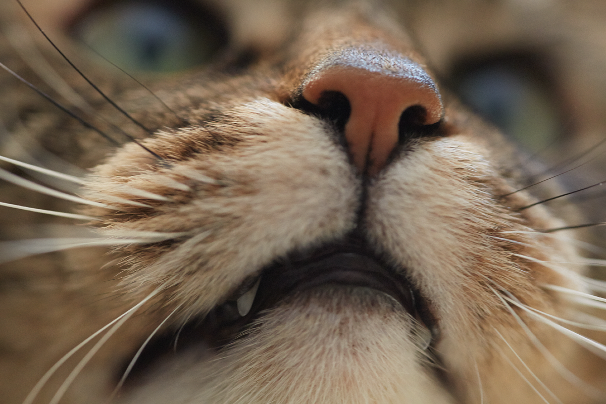 Сухой нос признак заболевания у кошек