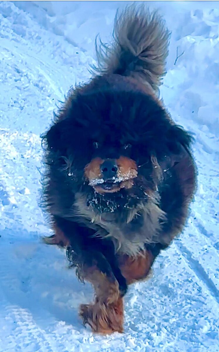 ДОМОЧАДЦЫ | Захар Прилепин | Дзен