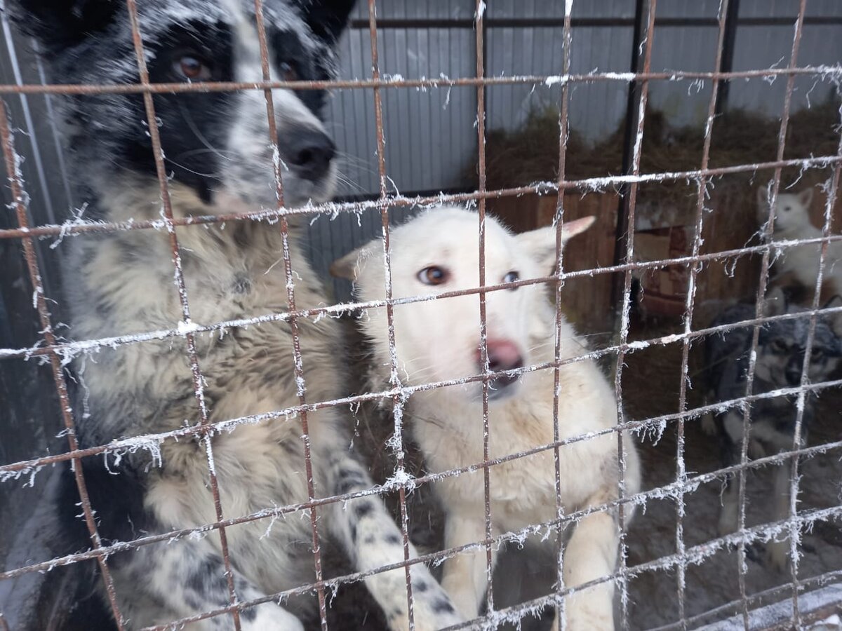 Собачки из Якутского концлагеря 