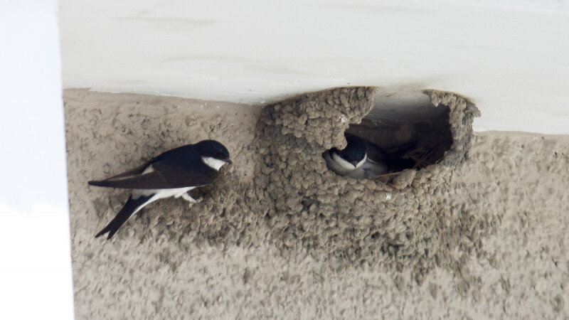     Ласточки и гнезда на Речном вокзале. Анна Зайкова