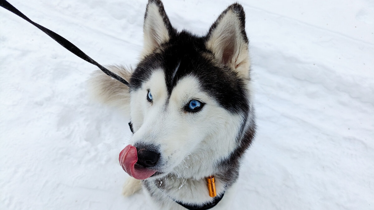Хаски по имени Мани