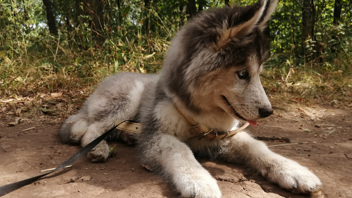 Хаски по имени Мани