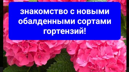 С этими сортами гортензий точно не будет проблем!