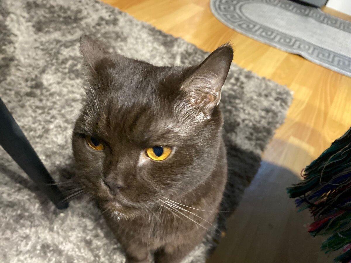Кот Масик 