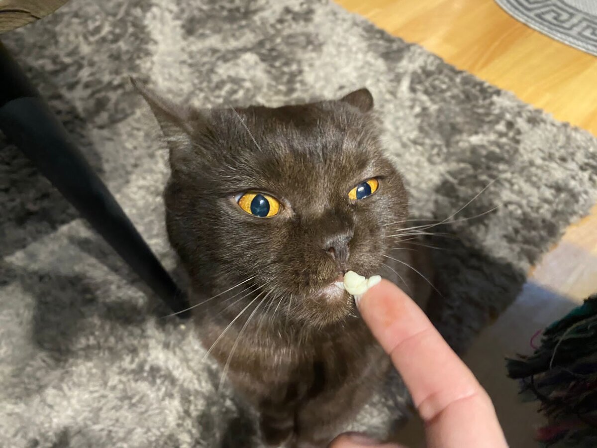 Кот Масик 