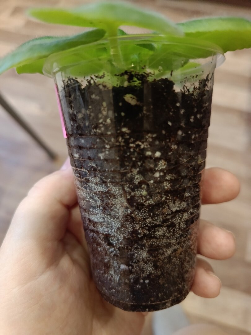 "В почве появились белые "гранулки". Это плесень? Как от неё избавиться ...