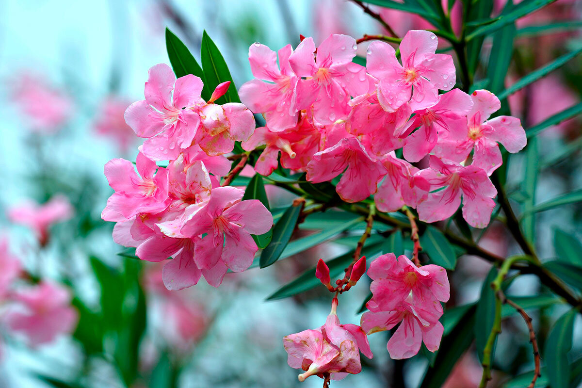    Фото: ignartonosbg / Pixabay.com
