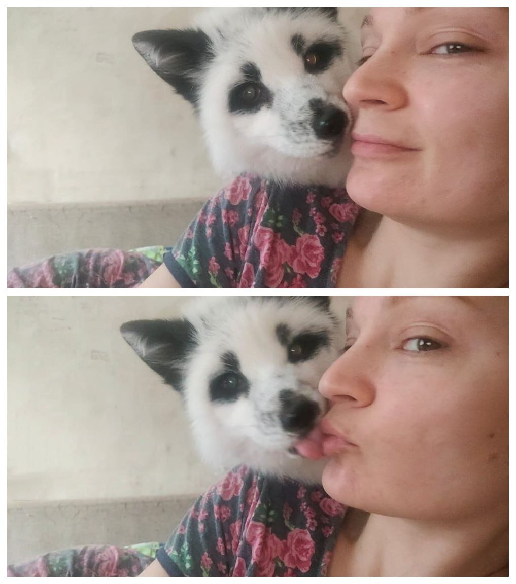 я и мой соавтор - дикошарая скотина Лютик  🦊 