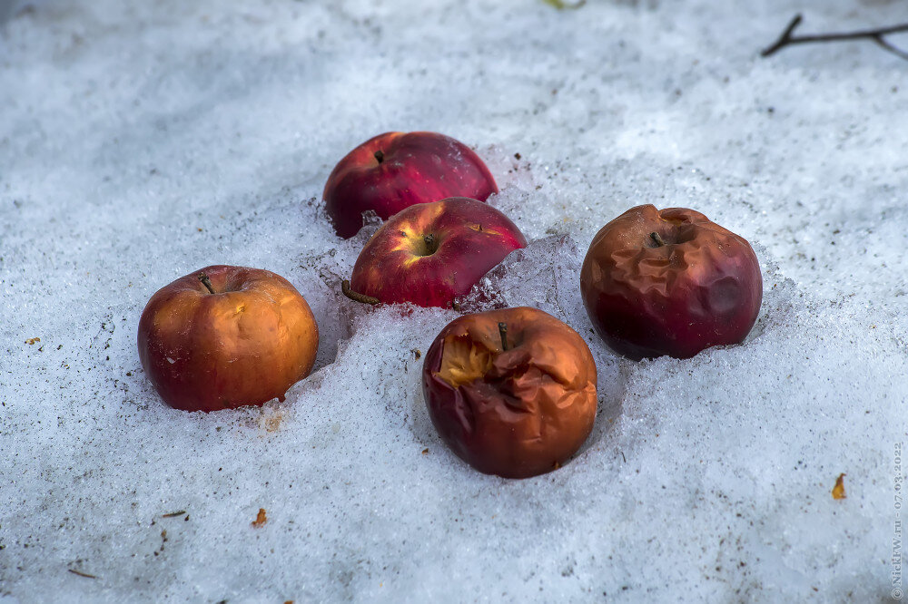 Мартовский натюрморт © NickFW.ru — 7.3.2022г.