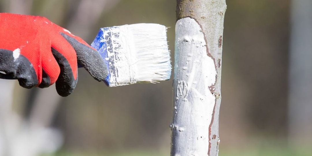 💖Побелка для деревьев, которая не смоется за два дождя. Варианты, решения и разбор пользы