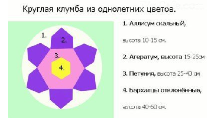 ТОП-10: однолетние цветы без рассады – цветущая клумба без забот