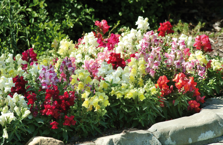 What Plants Like Alkaline Soil? ehow.com Snapdragon flowers, Annual flowers, Flo