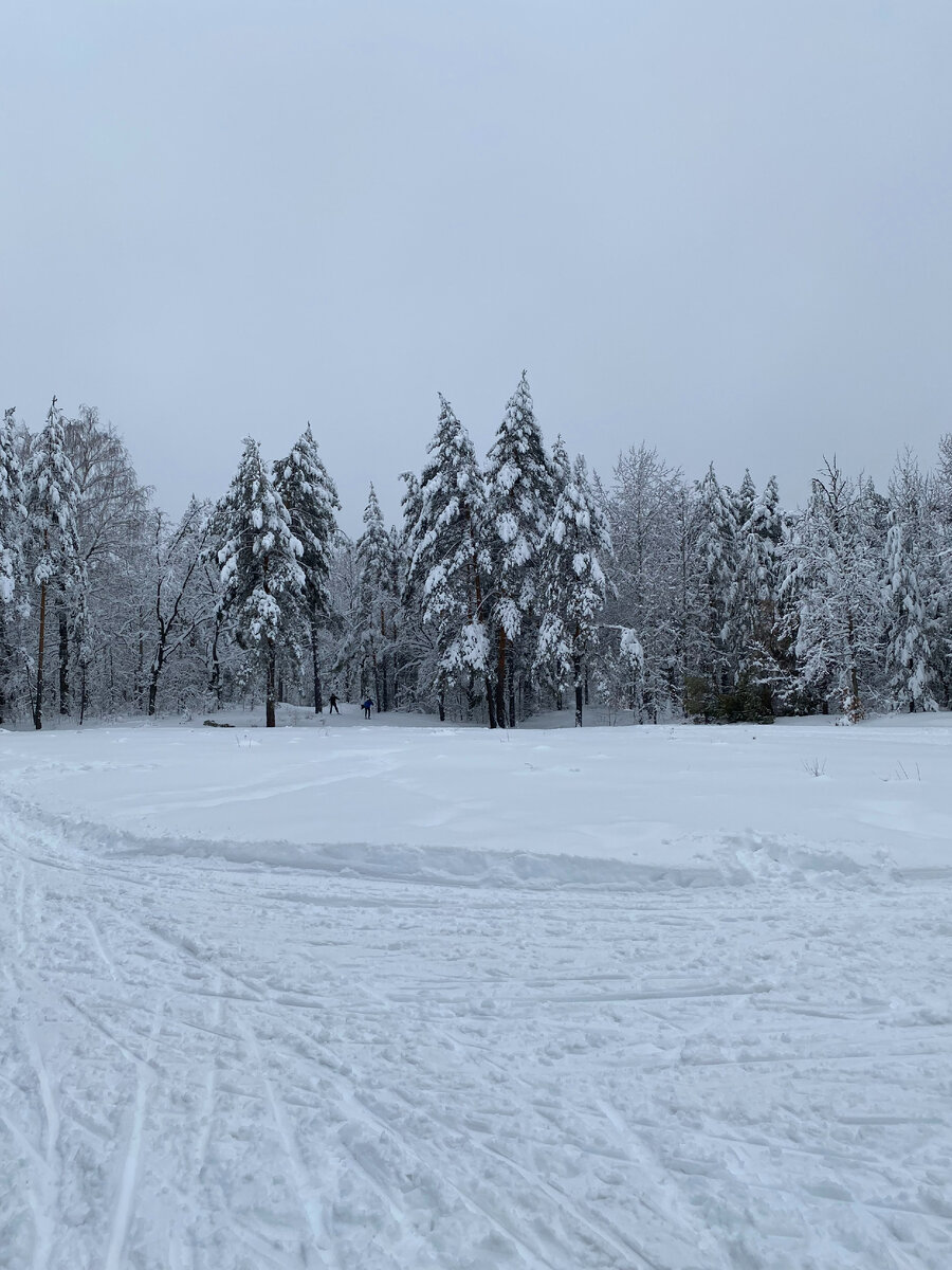 Сосны, как шприцы