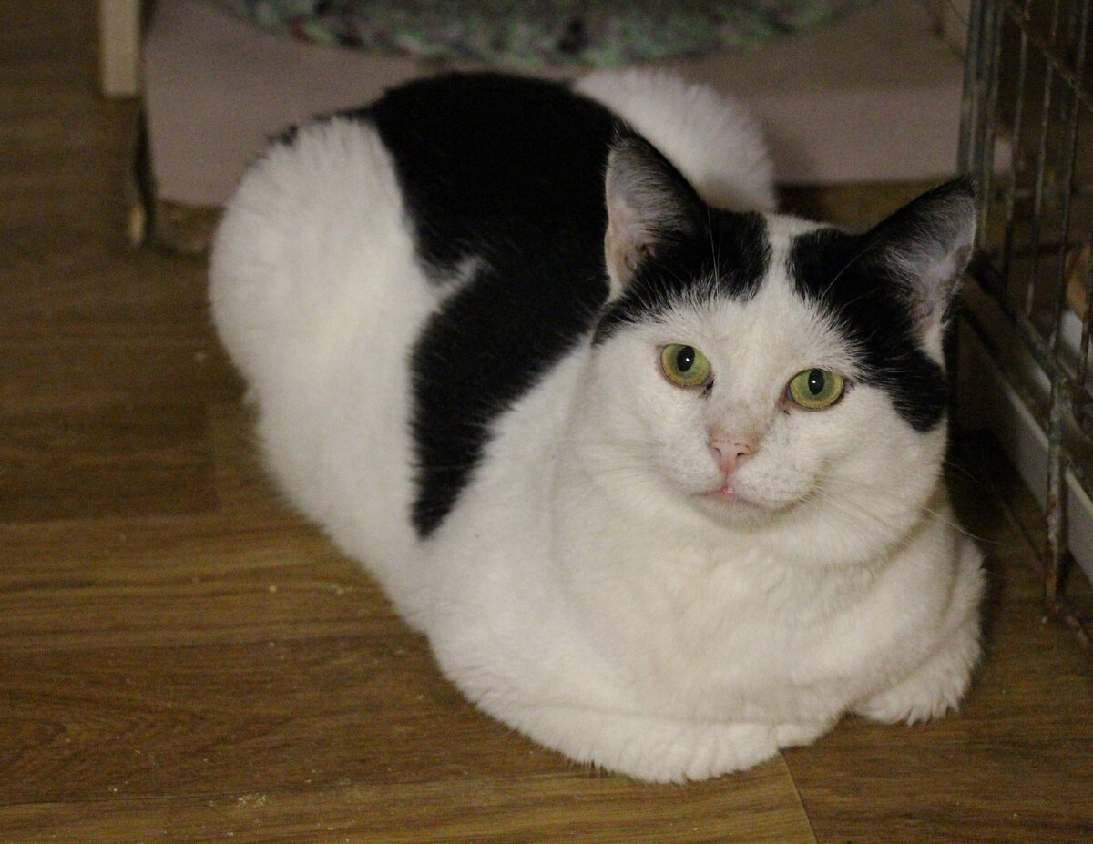 Наши Арлекины: Серпантин👉