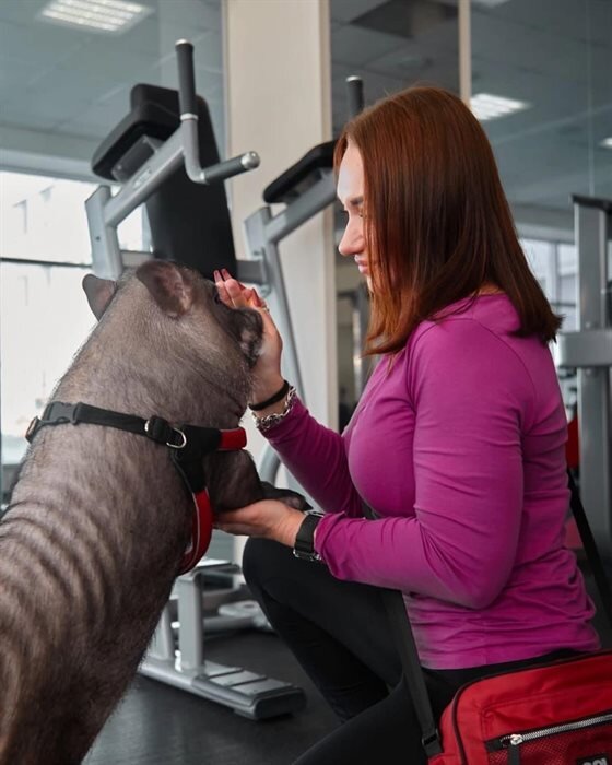 Александра показывать свою свинку на всеобщее обозрение не планировала. Отказывалась от фотосессий и мероприятий, на которые звали пару.