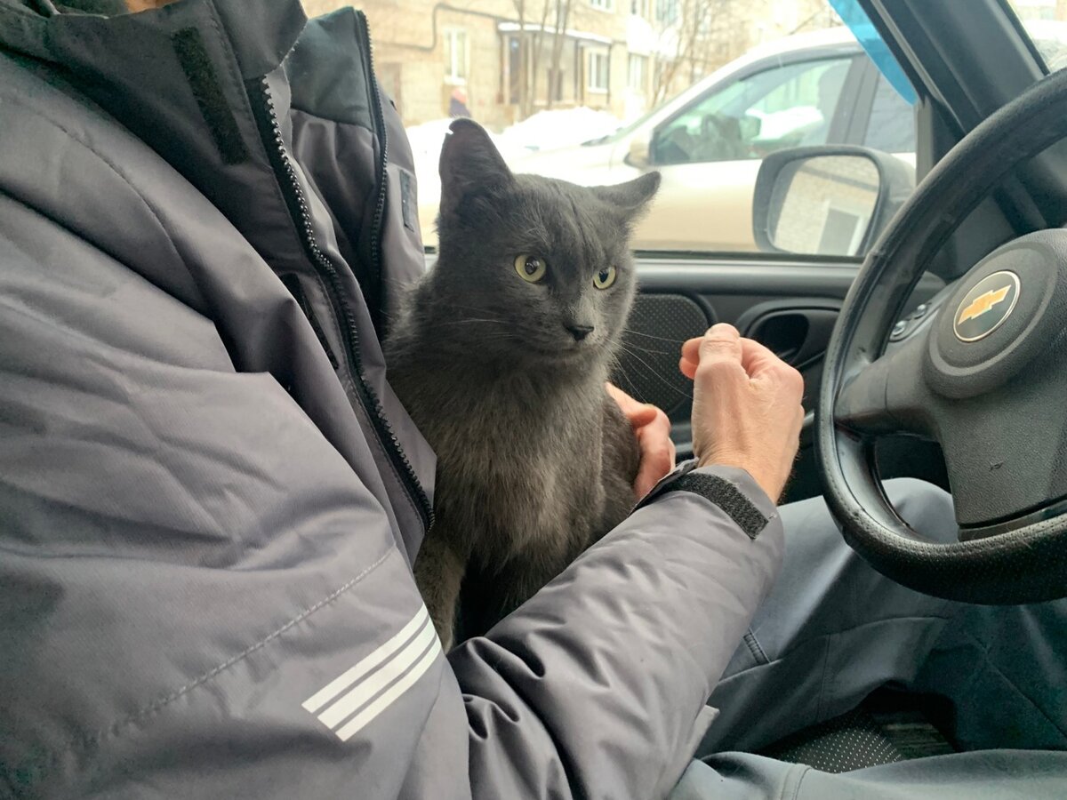 Дымчатый умолял, чтобы его поскорее увезли из темного подвала. Пришлось забрать