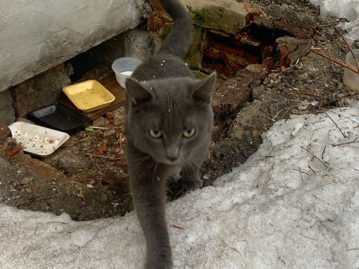 Кот с разбегу запрыгивал на колени к волонтёру. Ну как такого оставить на улице?