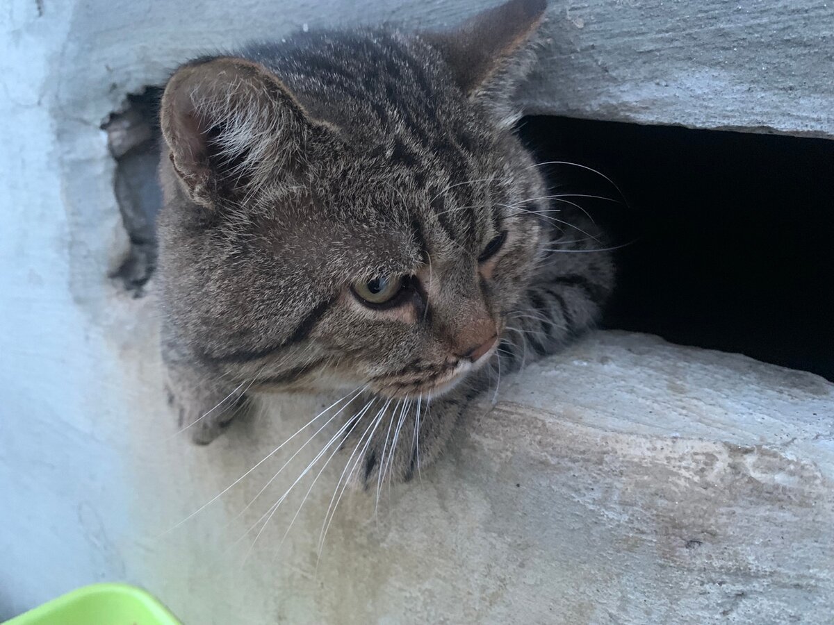 Коты шпротики