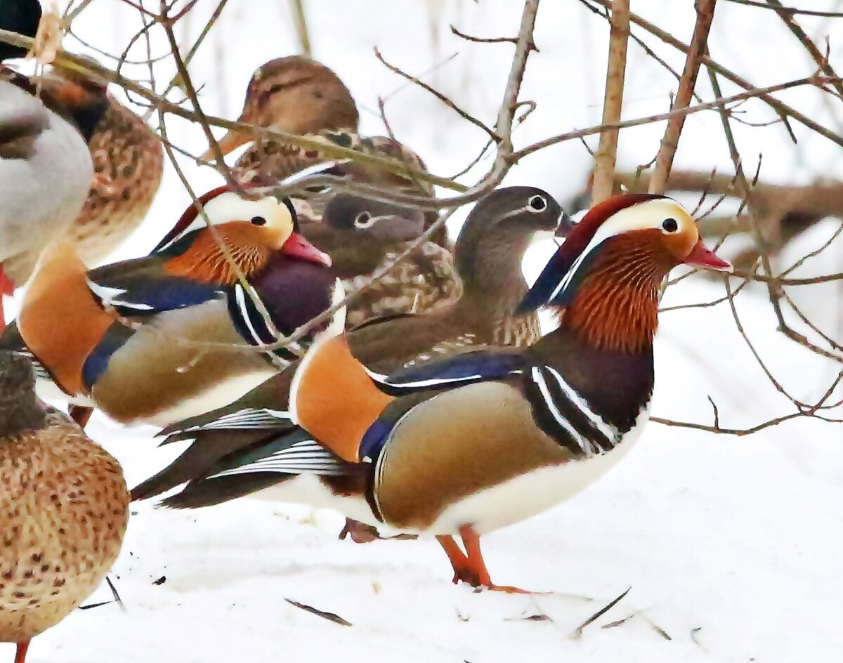 Московские мандаринки, две пары.