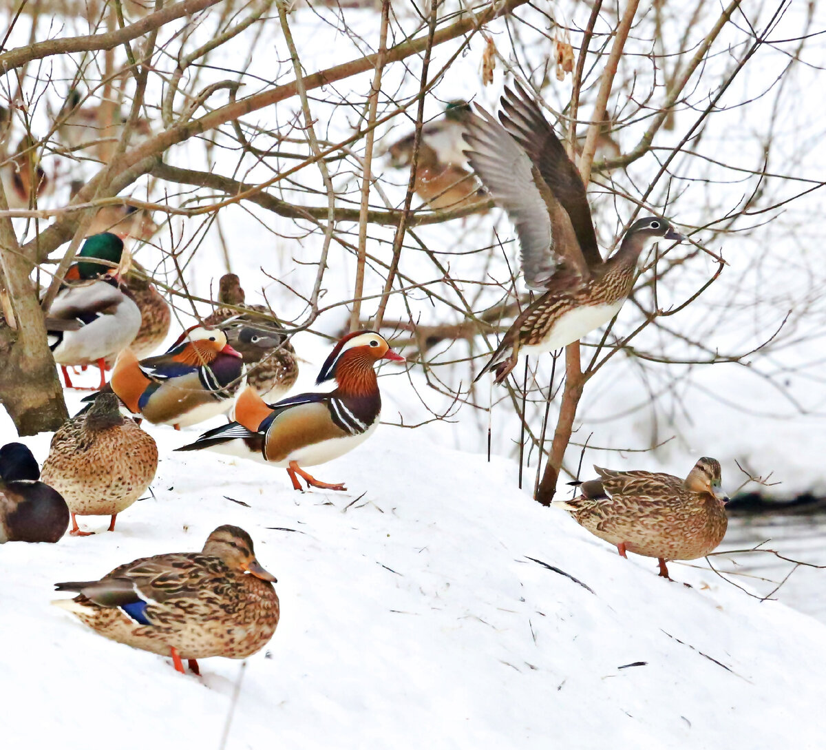 Взлетает самка мандаринки.