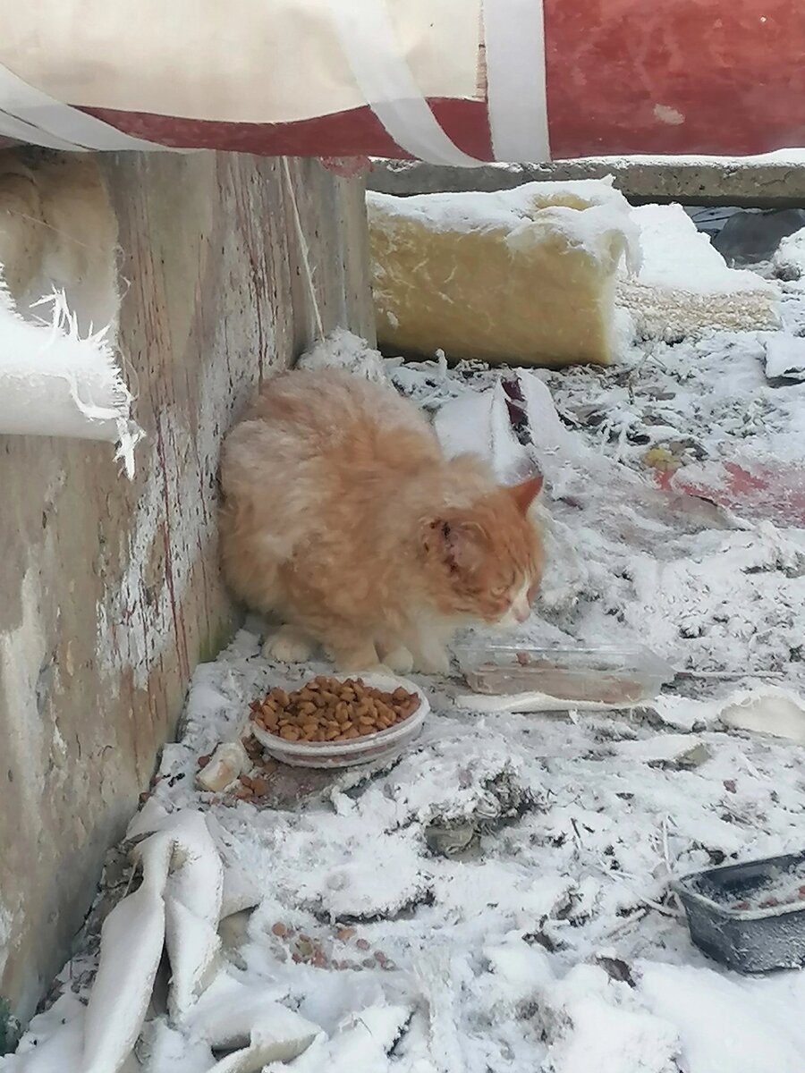 Спасённый уличный кот с отмороженным ухом обрёл своё имя и новый дом | ТИА  | Новости Твери и Тверской области | Дзен