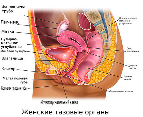 https://evaclinic.by/evablog/mezhdu-nami-devochkami/6-vazhnykh-voprosov-o-zhenskom-zdorove/