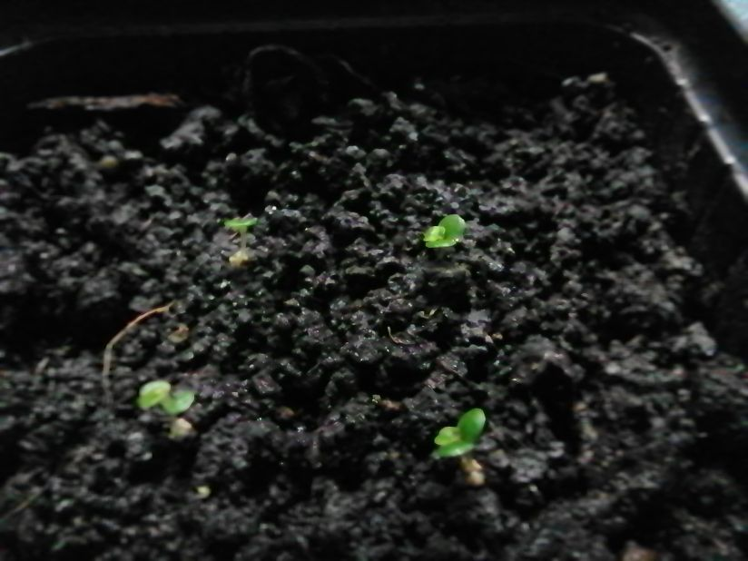 семена петунии. сколько дней всходит петуния. петуния всходы рассада. всходы семян петунии. рассада петунии и лобелии.