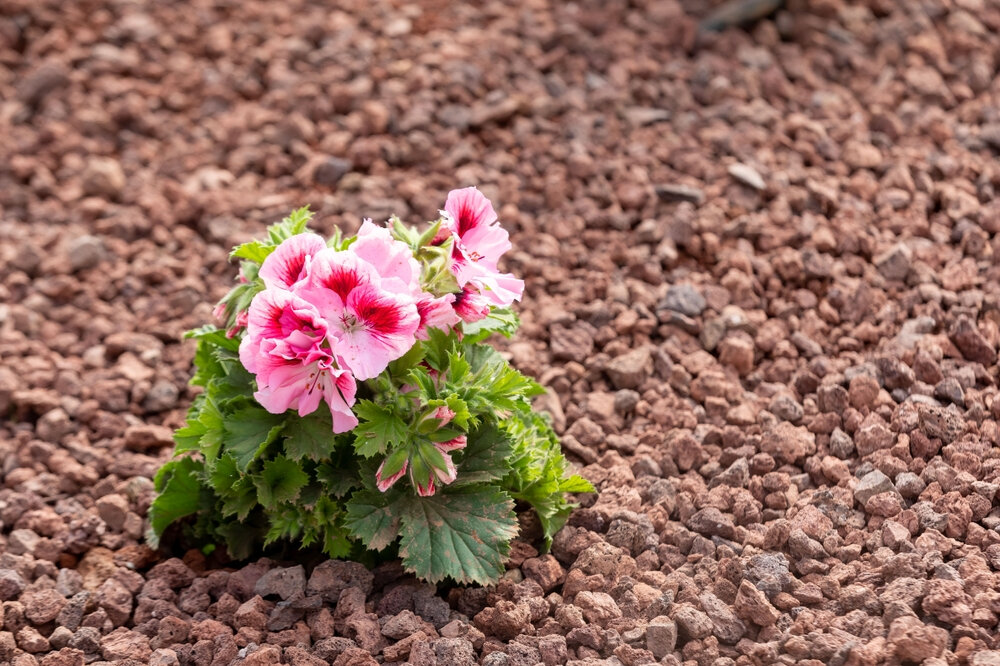 Фотобанк Shutterstock