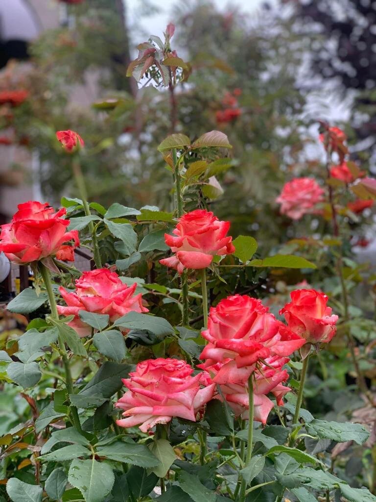 Роза Императрица Фара (Imperatrice Farah). фото в саду автора.