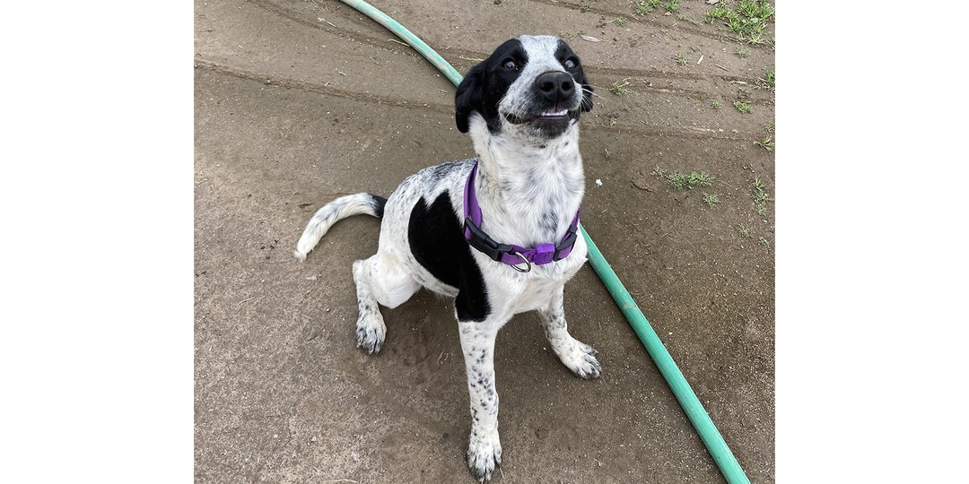 Приютский пес улыбается, чтобы его полюбили и приютили
