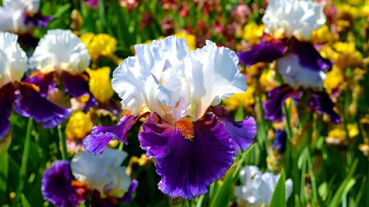    Двухцветные бородатые ирисы цветут на клумбе:Pixabay