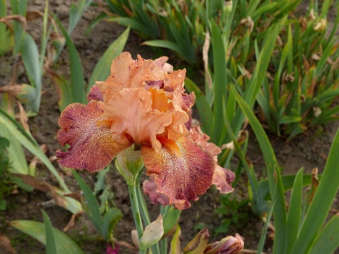    Бородатый ирис бежевого цвета цветет на клмбе:Pixabay