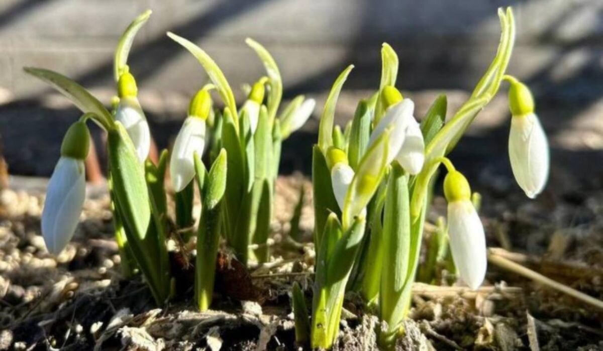     Подснежники. Источник: spb.mk.ru Автор фото: Телеграм-канал «САДЫ РУССКОГО МУЗЕЯ»